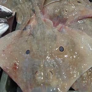 Dalmatien: ZADAR > Fischmarkt
